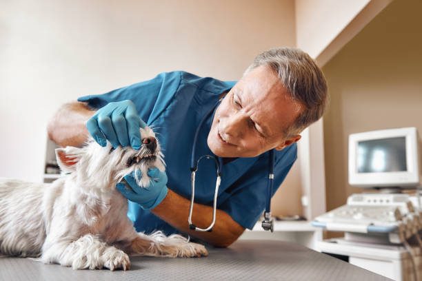 Best Emergency Root Canal Treatment in Harmony, RI
